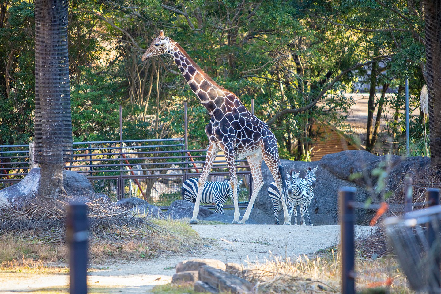 🏞️ 고치 현립 노이치 동물공원 (코치 켄리츠 노이치 도부츠 코엔) 이미지 1